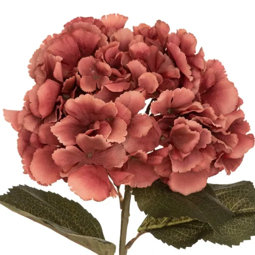 Haste hortênsia ameixa romande gypsy