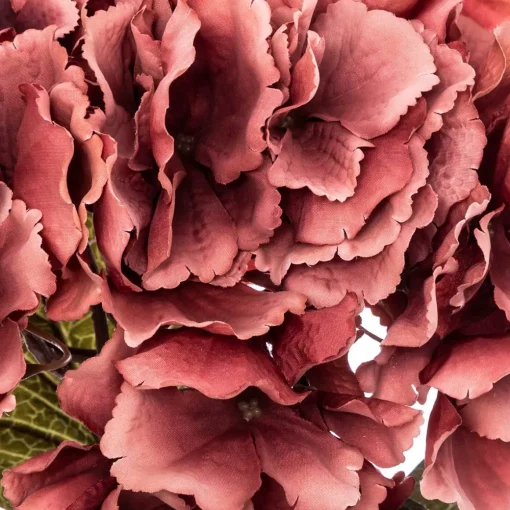 Haste hortênsia ameixa romande gypsy
