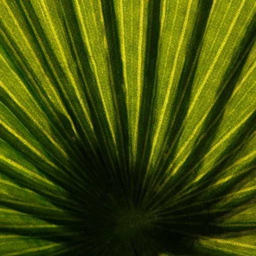 Planta palmeira artificial 180cm