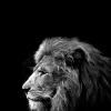 Quadro decorativo preto e branco leão 78x118cm