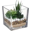 Vaso de vidro com planta 15cm