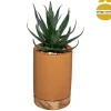 Vaso em cimento WILD com suculenta 20cm